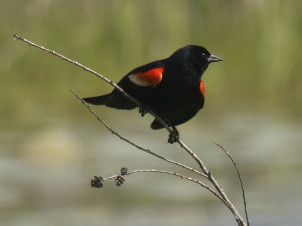 red-winged blackbird  by rminer