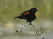 30th May 2022 - red-winged blackbird 