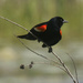 red-winged blackbird  by rminer