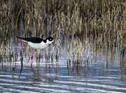 30th May 2022 - Black Necked Stilt Walking In the Mud 