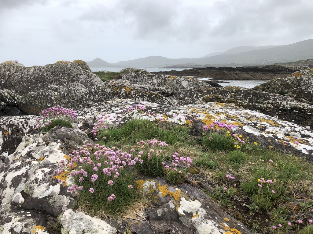 Rocks, Lichens and Thrift by susiemc