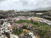 18th May 2022 - Rocks, Lichens and Thrift