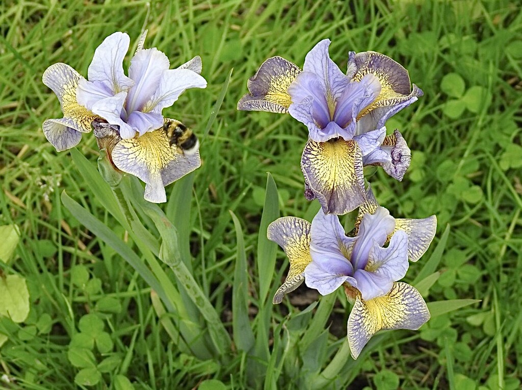 Iris Sibirica (plus photobomber) by susiemc