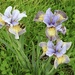 Iris Sibirica (plus photobomber) by susiemc