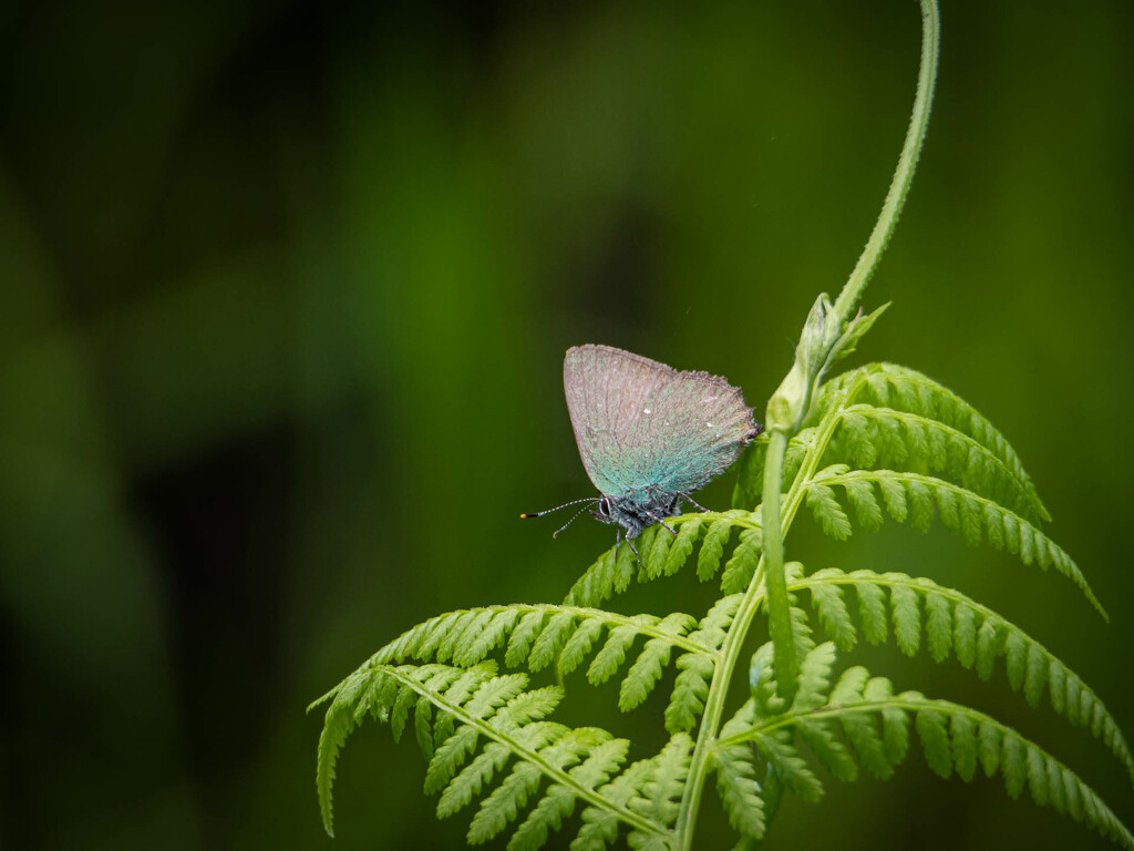 The butterfly by haskar