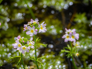 30th May 2022 - An aquatic plant 