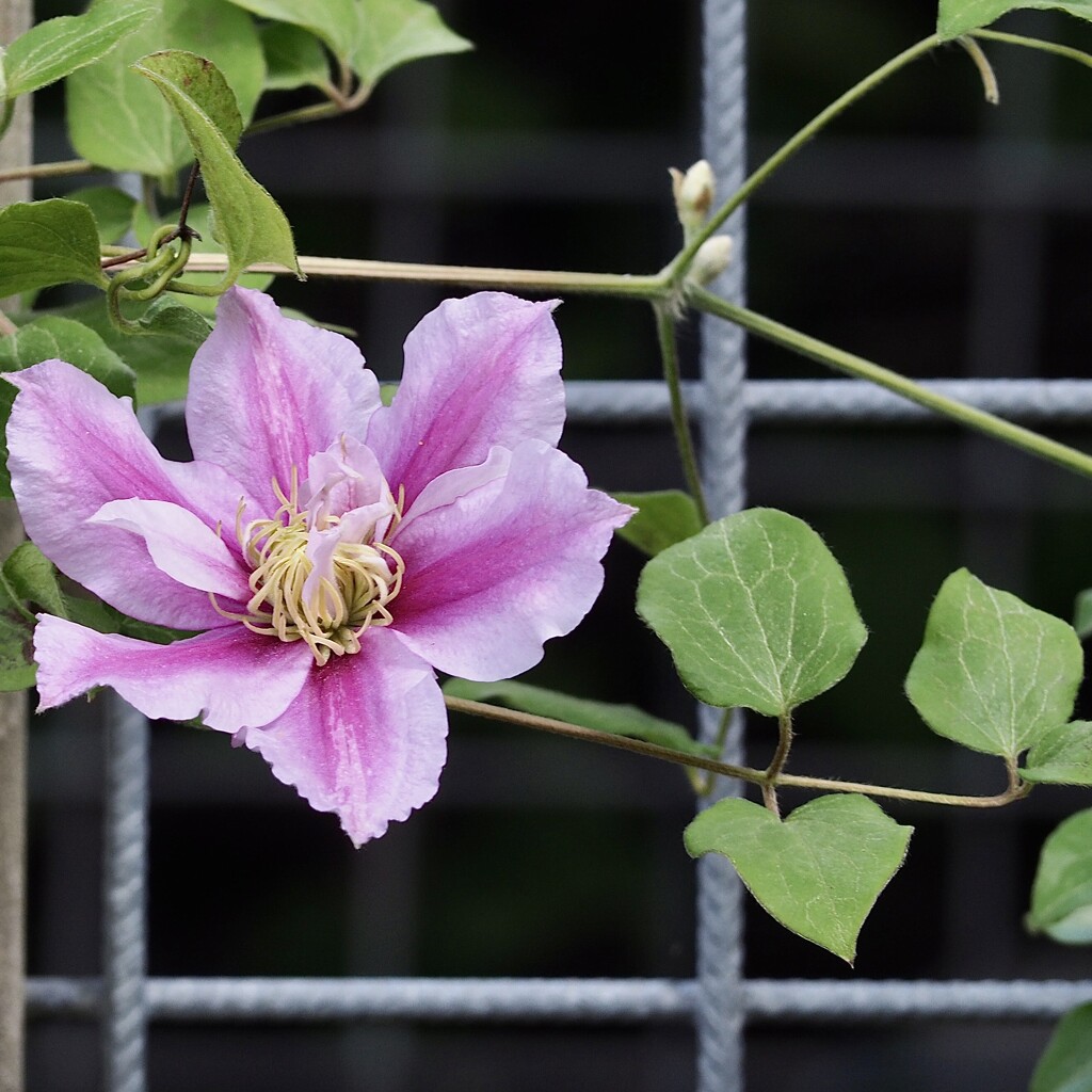 Clematis and raster by jacqbb