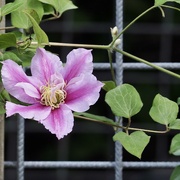 30th May 2022 - Clematis and raster