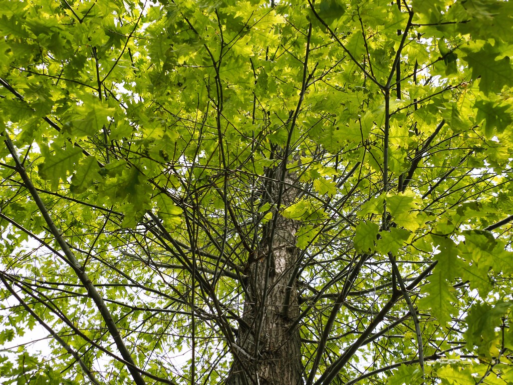 old oak by edorreandresen