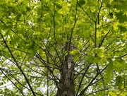 29th May 2022 - old oak