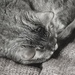 sleeping cat by edorreandresen