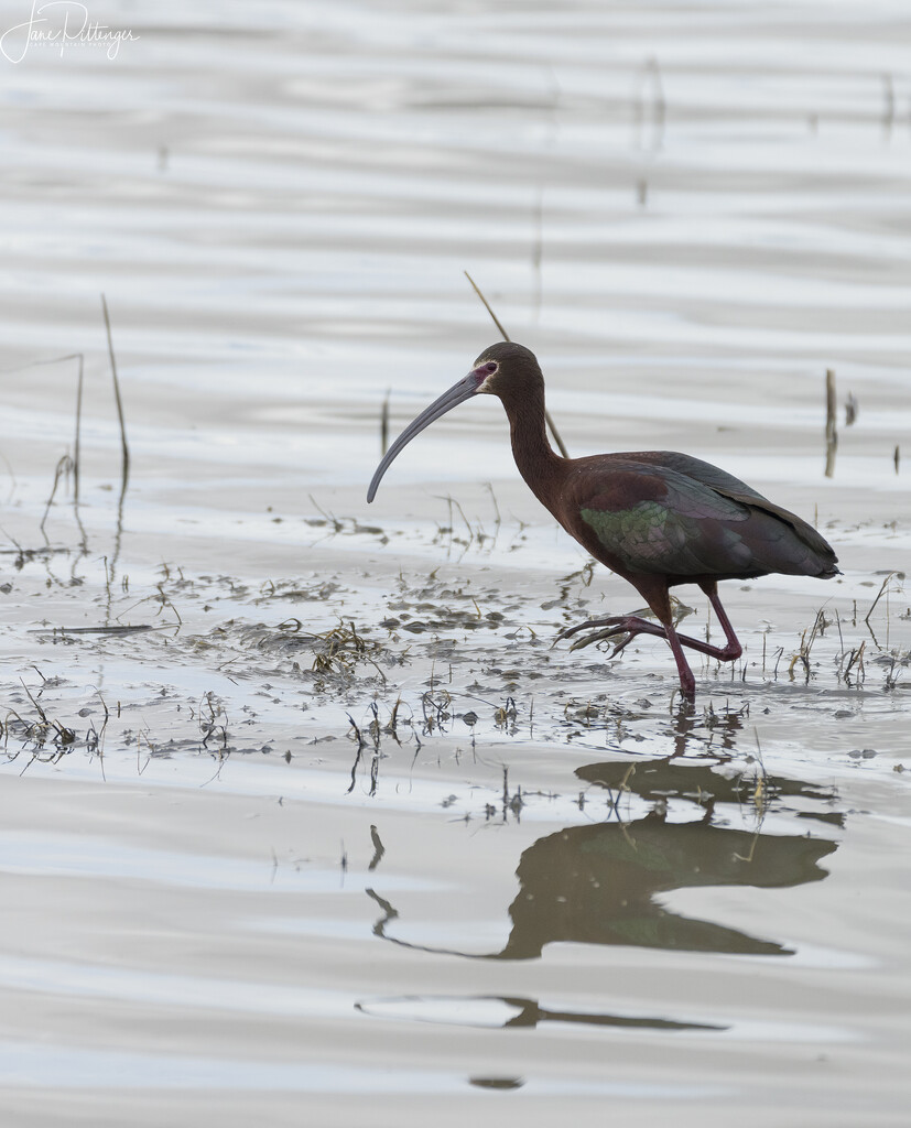 White Faced Ibis  by jgpittenger