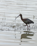 14th May 2022 - White Faced Ibis 