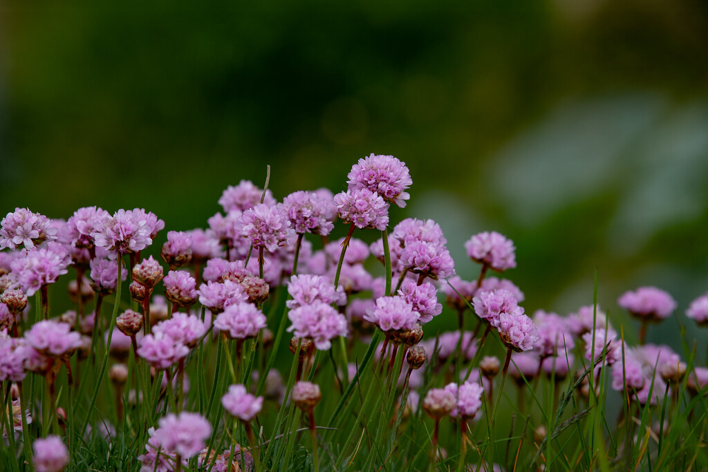 Sea Pinks by lifeat60degrees