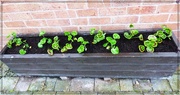 30th May 2022 - Newly planted geranium plantlets 