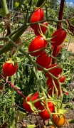27th May 2022 - Grape tomatoes 