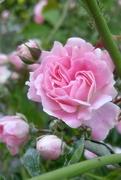 31st May 2022 - Rosa luciae...