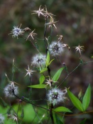 31st May 2022 - Daisy fleabane bones and seed heads...