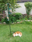 29th May 2022 - Misty disguises herself as bird seed to try and fool the birds. 