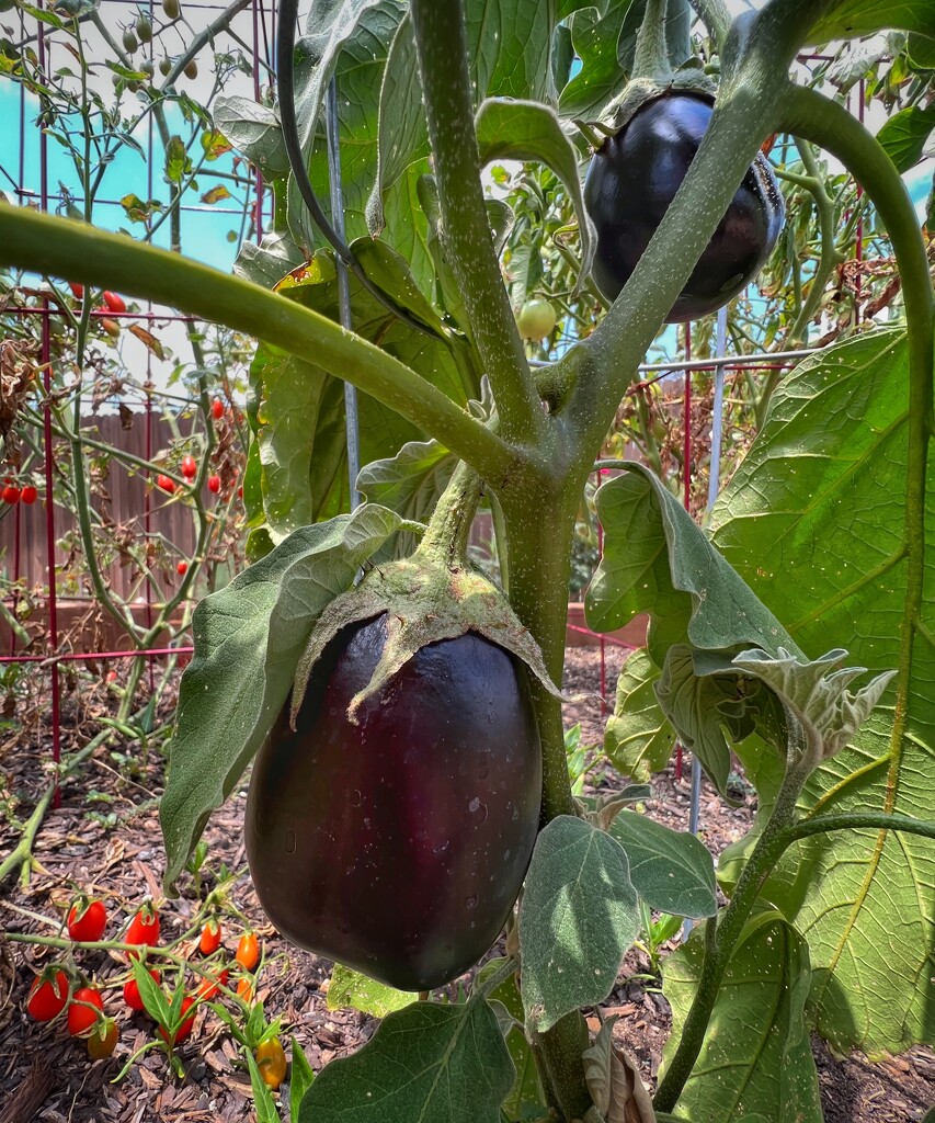 Eggplant  by dkellogg