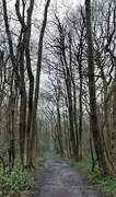 12th Apr 2022 - into the woods