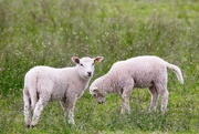 30th May 2022 - Lambs