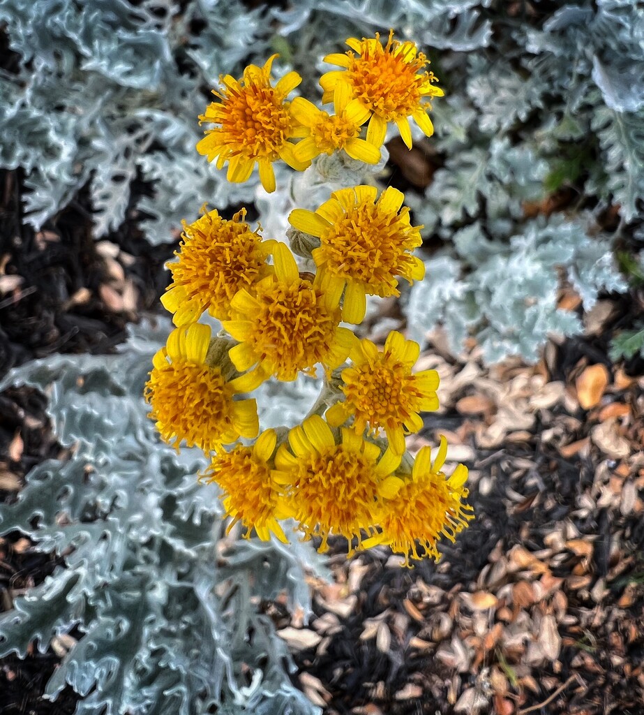 Little yellow flowers  by dkellogg