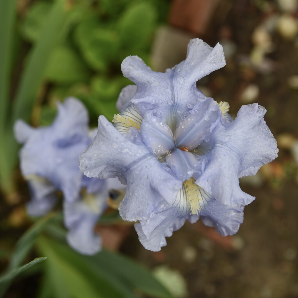 Blue Sapphire Bearded Iris by mamabec