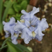 30th May 2022 - Blue Sapphire Bearded Iris