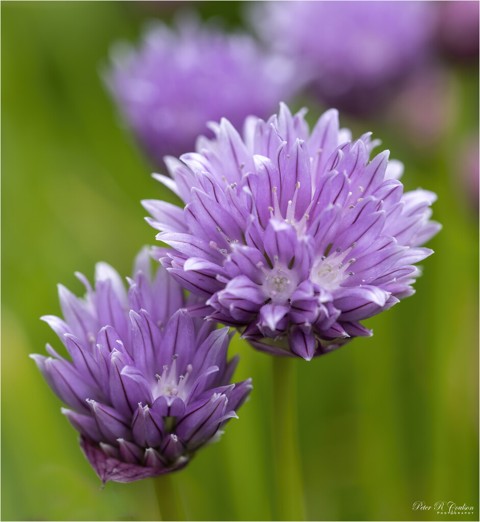 Chives by pcoulson