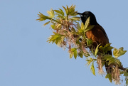 14th May 2022 - Orchard Oriole