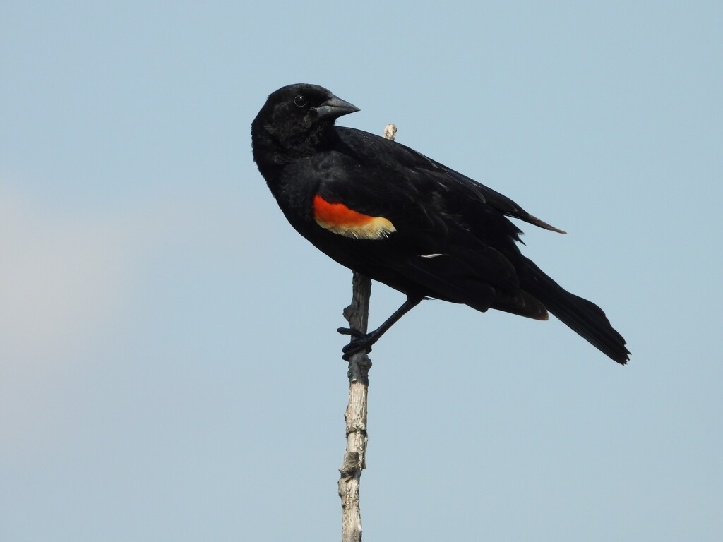 Red-winged blackbird close up by amyk