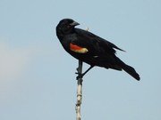 30th May 2022 - Red-winged blackbird close up