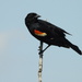 Red-winged blackbird close up