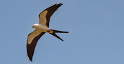 30th May 2022 - Swallowtail Kite!