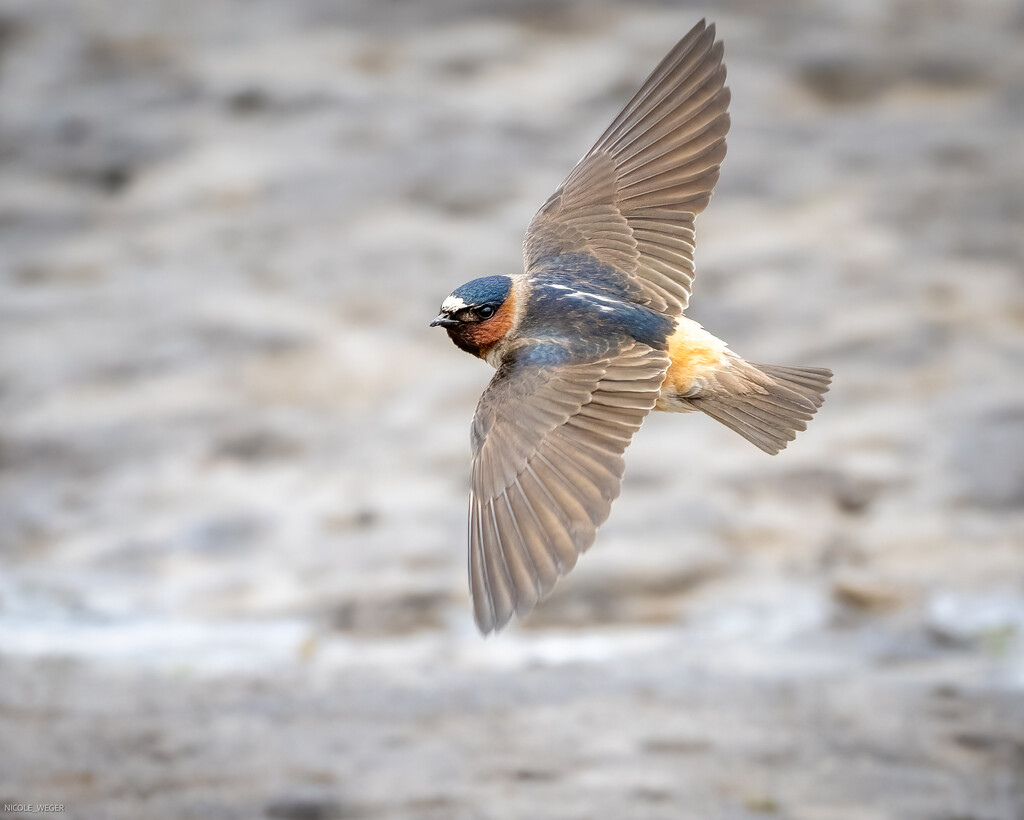 Cliff Swallow by nicoleweg