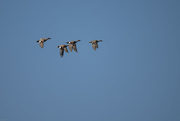 28th May 2022 - Gadwall flyby