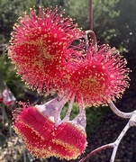 29th May 2022 - A flowering gum!