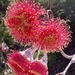 A flowering gum! by deidre