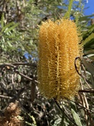 31st May 2022 - Banksia