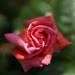 rosebud 'Compassion' by quietpurplehaze