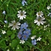 May in the woods : greater stitchwort by etienne