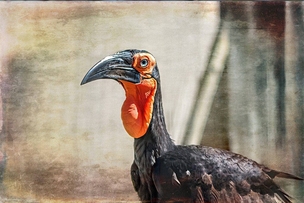Southern ground Hornbill by ludwigsdiana