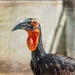 Southern ground Hornbill by ludwigsdiana