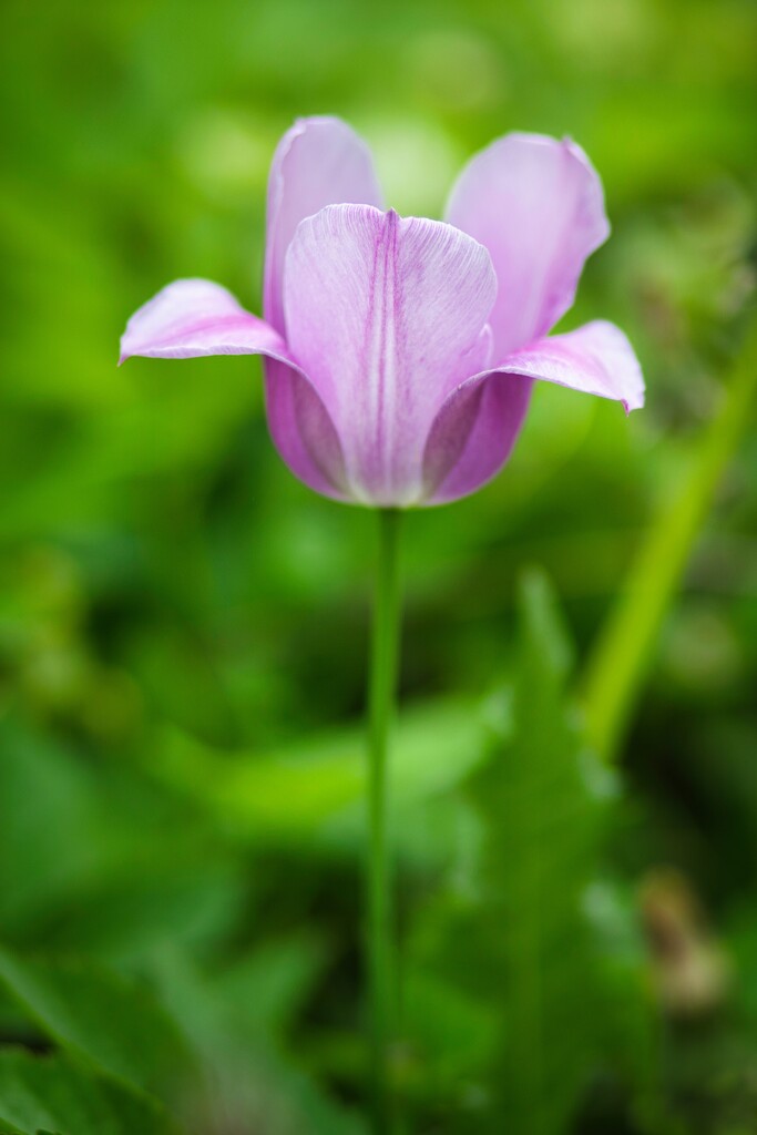 A single tulip by okvalle