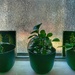 Pieville’s plant windows by louannwarren
