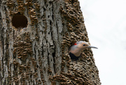 16th May 2022 - Surprise! A Northern Flicker in a Nest