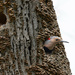 Surprise! A Northern Flicker in a Nest