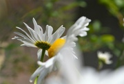 31st May 2022 - Large white daisies...