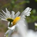 Large white daisies...